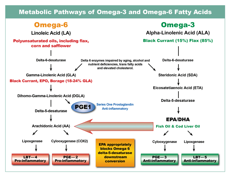 Omega 3 Fatty Acids Function at Pam Owens blog