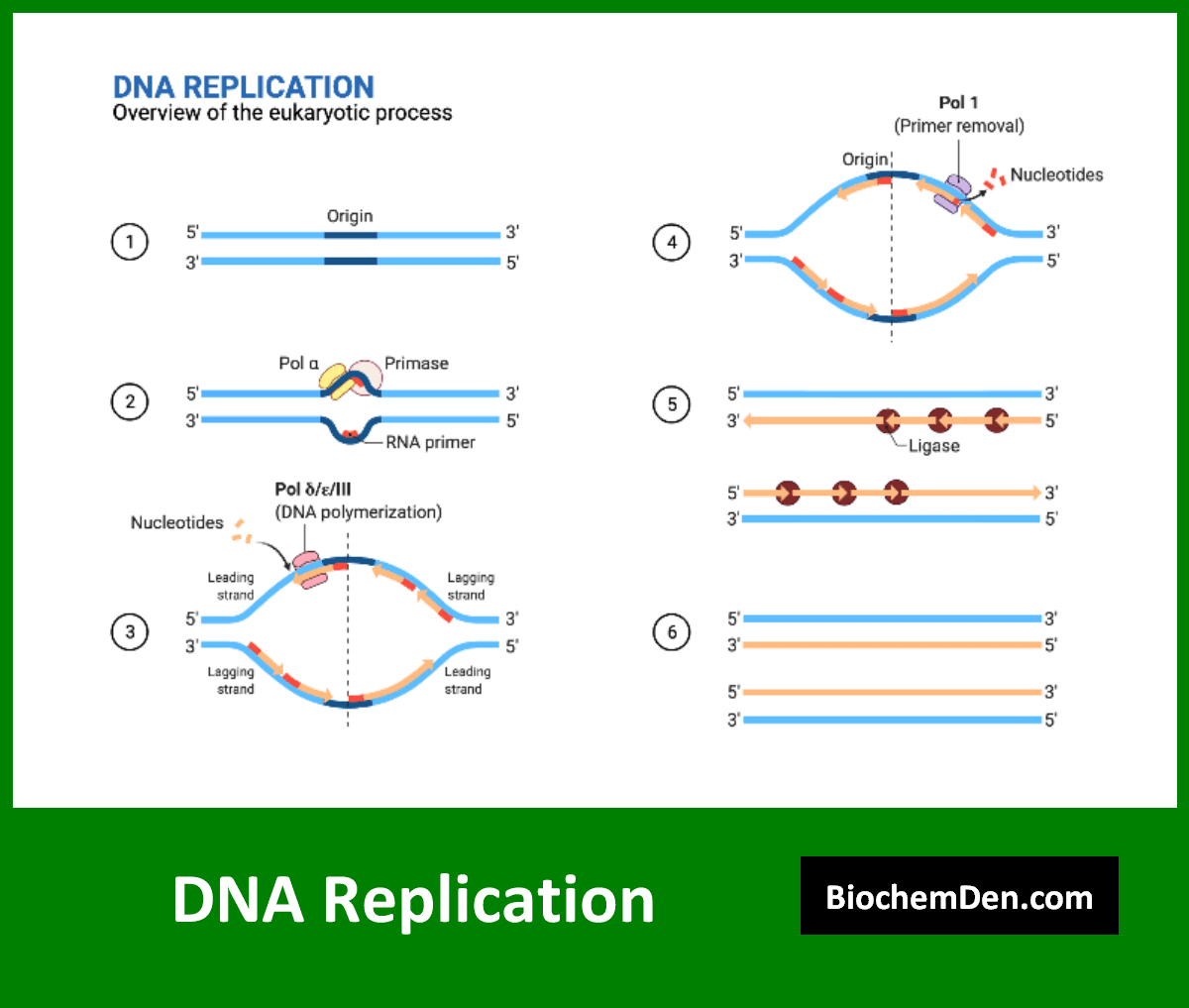 What are the Basic Components of Nucleic Acids?