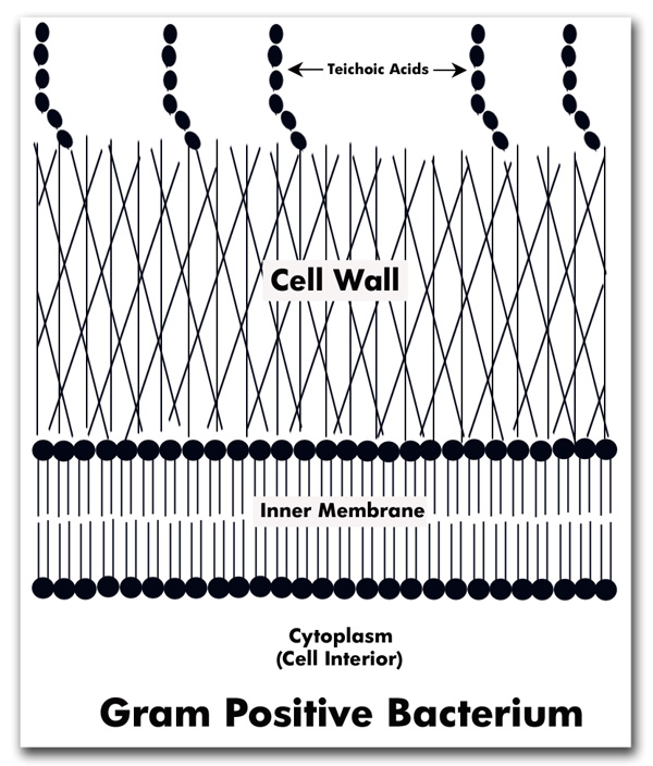 Differences Between GramPositive and GramNegative Bacteria