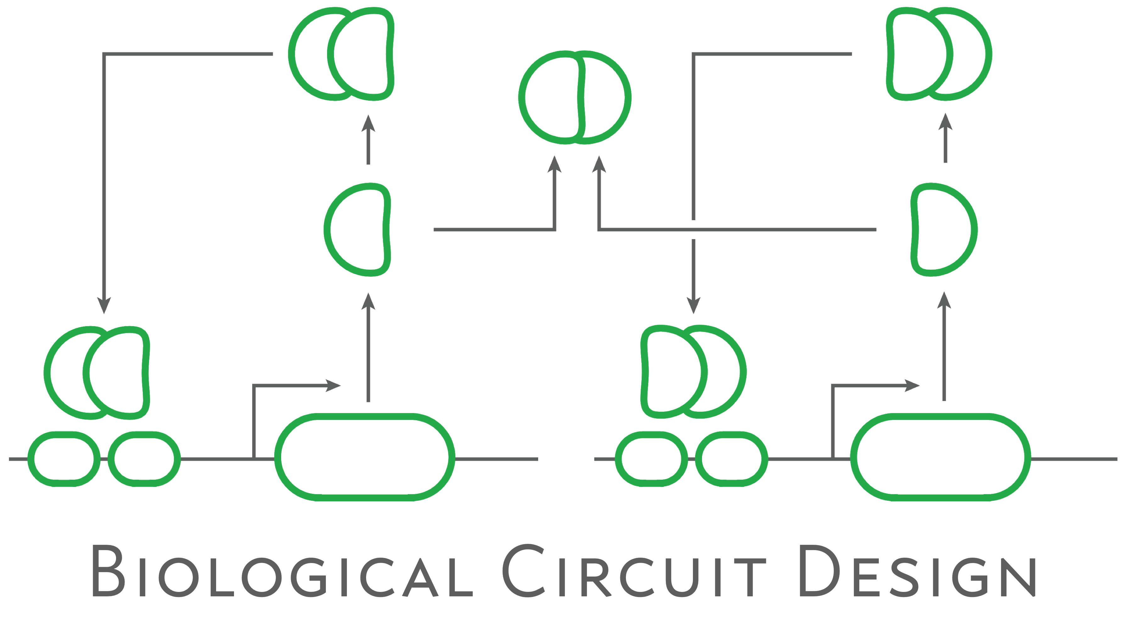 Problem 14.1 A tristable cellfate determinant circuit — Biological