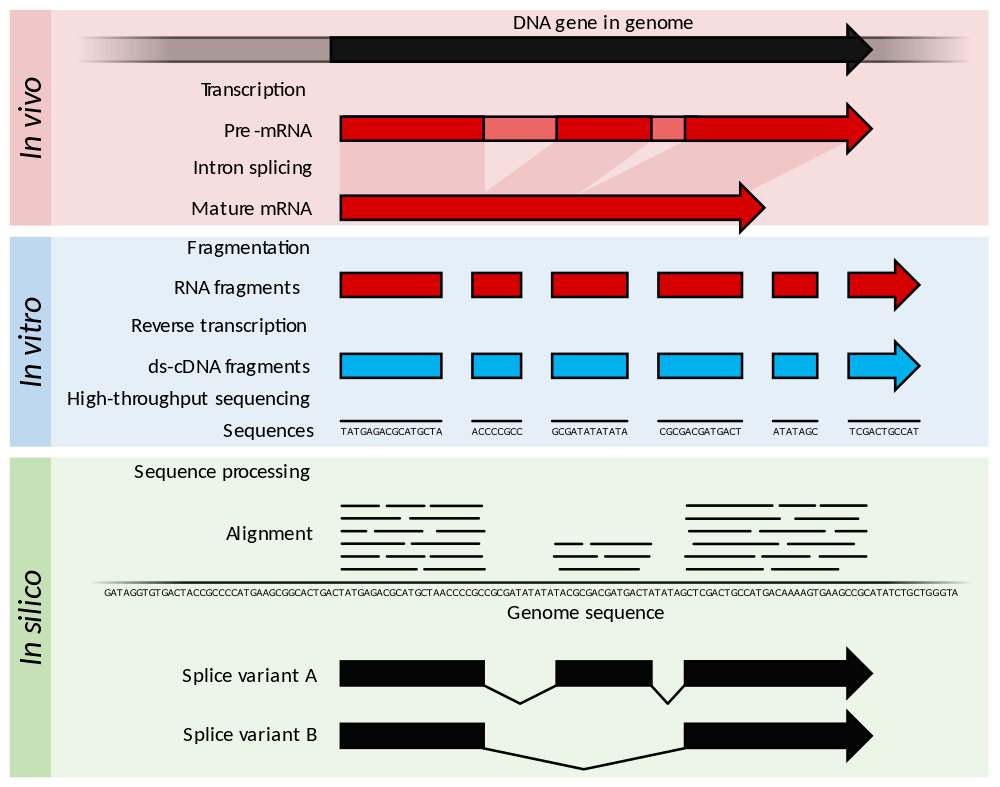 Gene expression