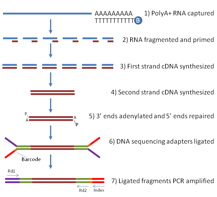 mRNAseq