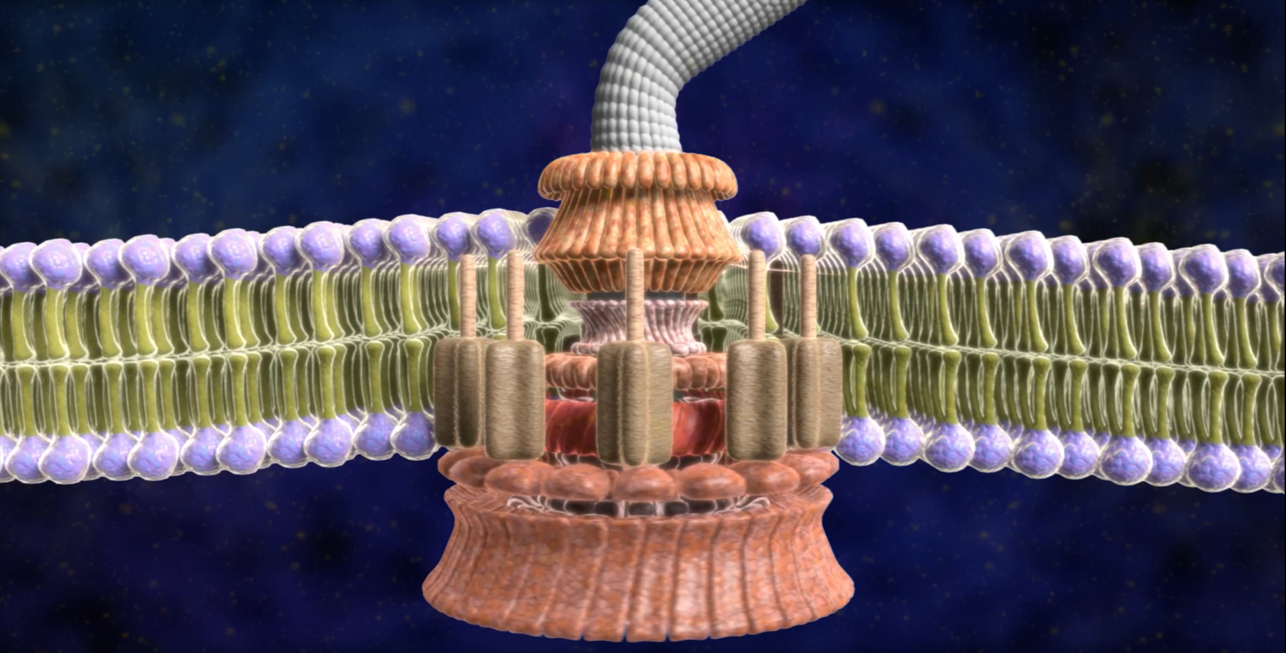 Nye funn svekker Kitzmiller v. Doveravgjørelsen bioCosmos