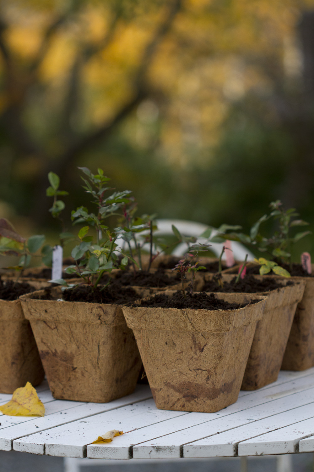 Peat pot moss alternatives and wood pots alternative Biodegradable
