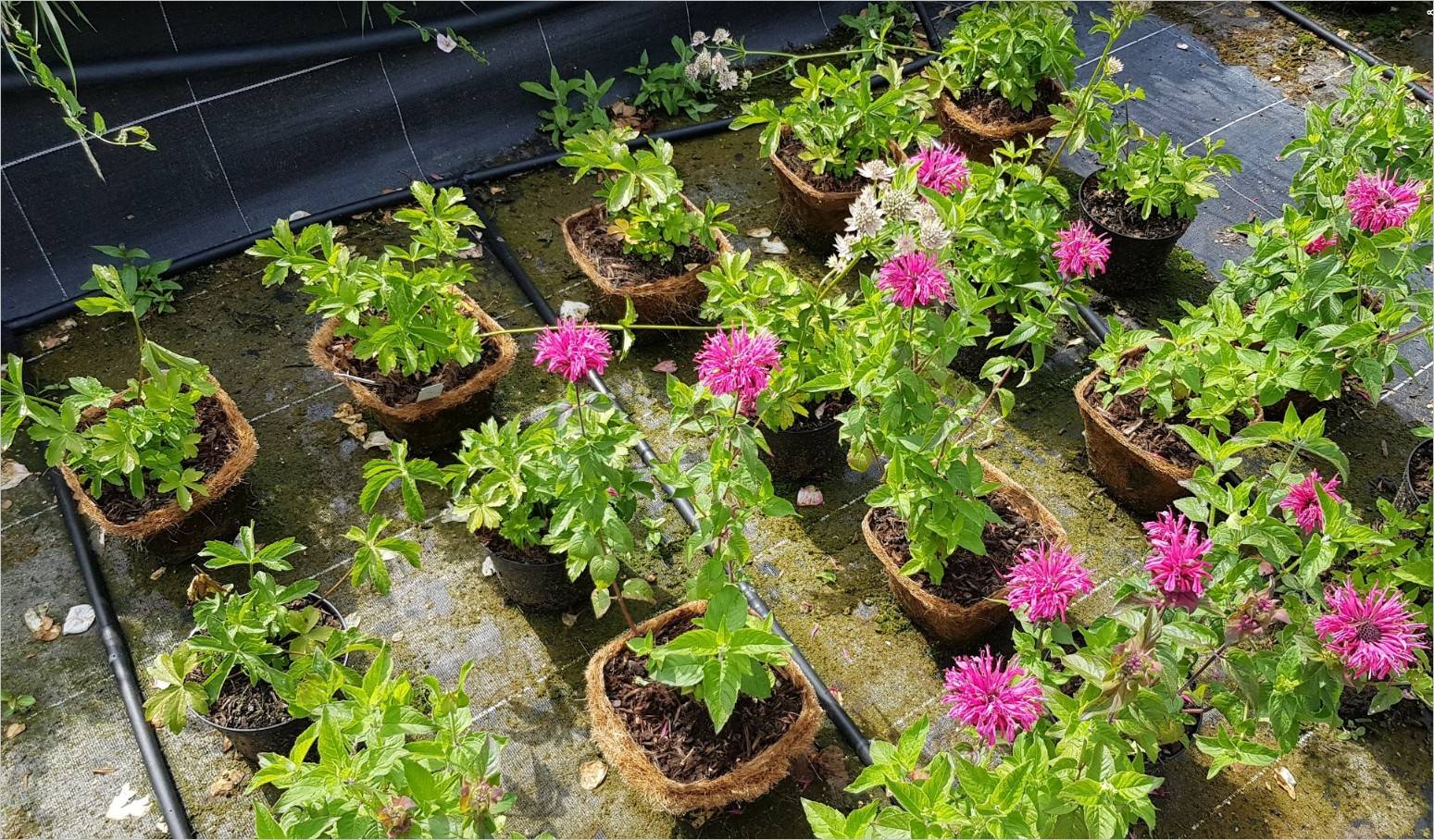 Rose pot plant Biodegradable Biodegradable and Compostable Pots