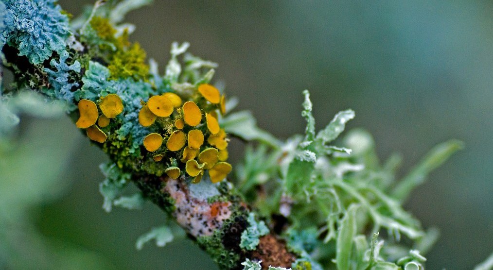 Mycelium and cyanobacteria a beautiful relationship?
