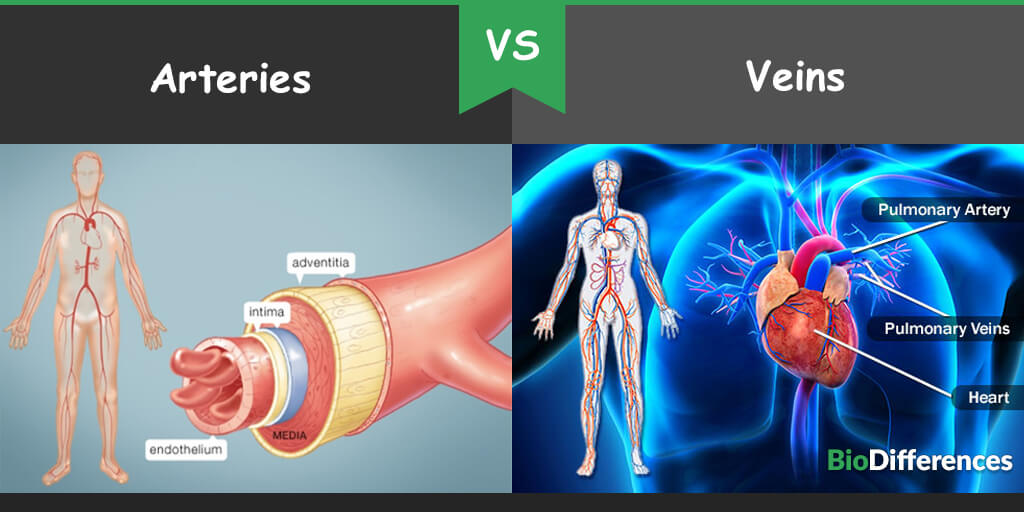 Difference between Arteries and Veins Bio Differences
