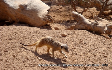 Biodiversipedia [Licensed For Non-Commercial Use Only] / Suricata Suricatta - Suricato 280_x_448_jpg