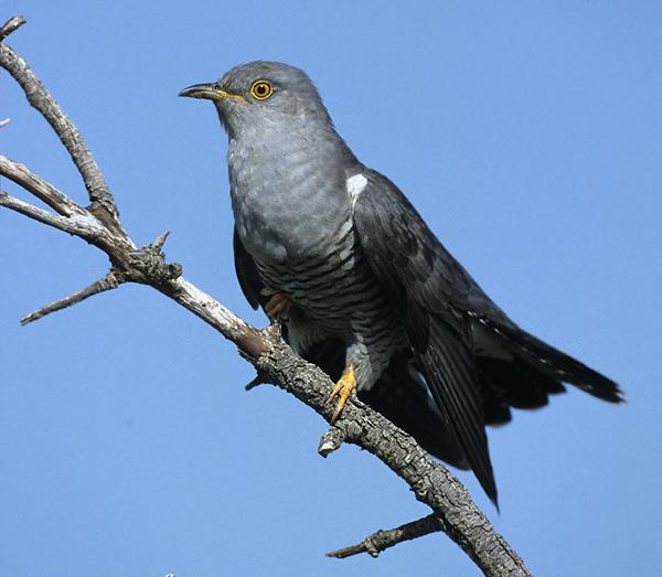 Biodiversipedia [licensed for use only] / Il canto del