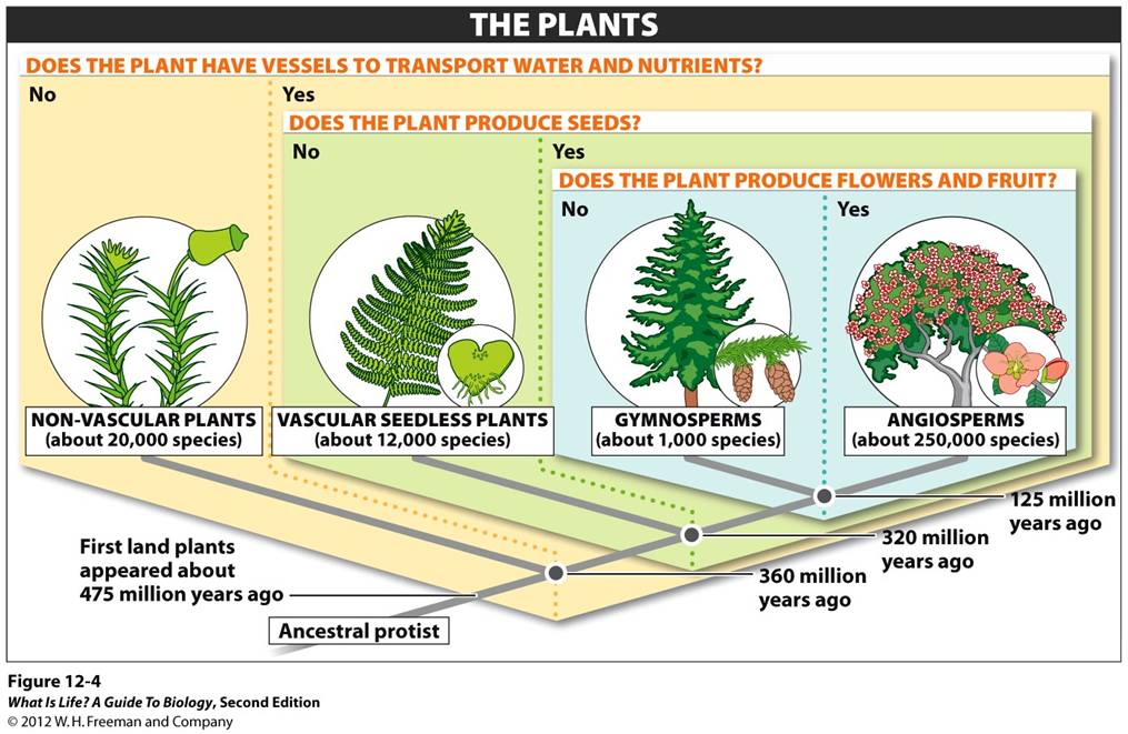 Kingdom Plantae biodiversitybasics