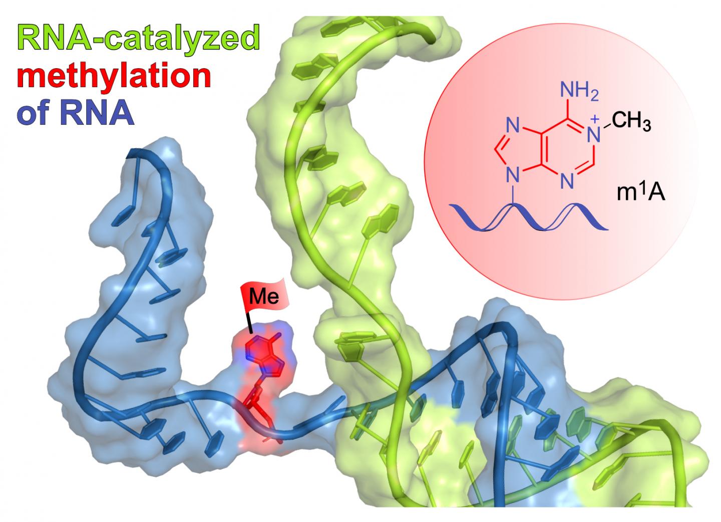 A new RNA catalyst from the lab