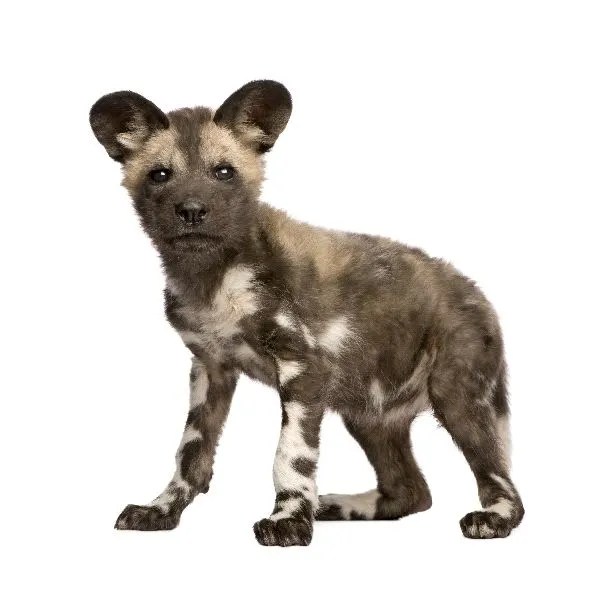African Wild Dog Cub Animal Facts and Information