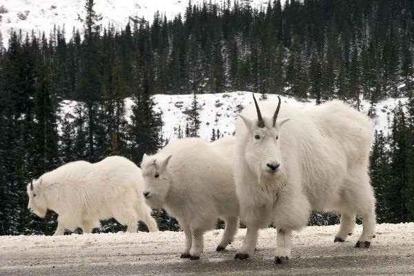 Mountain Goat Animal Facts and Information