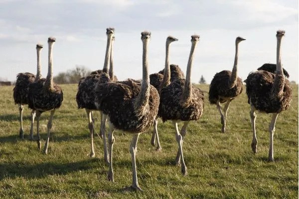 Ostrich Social Structure