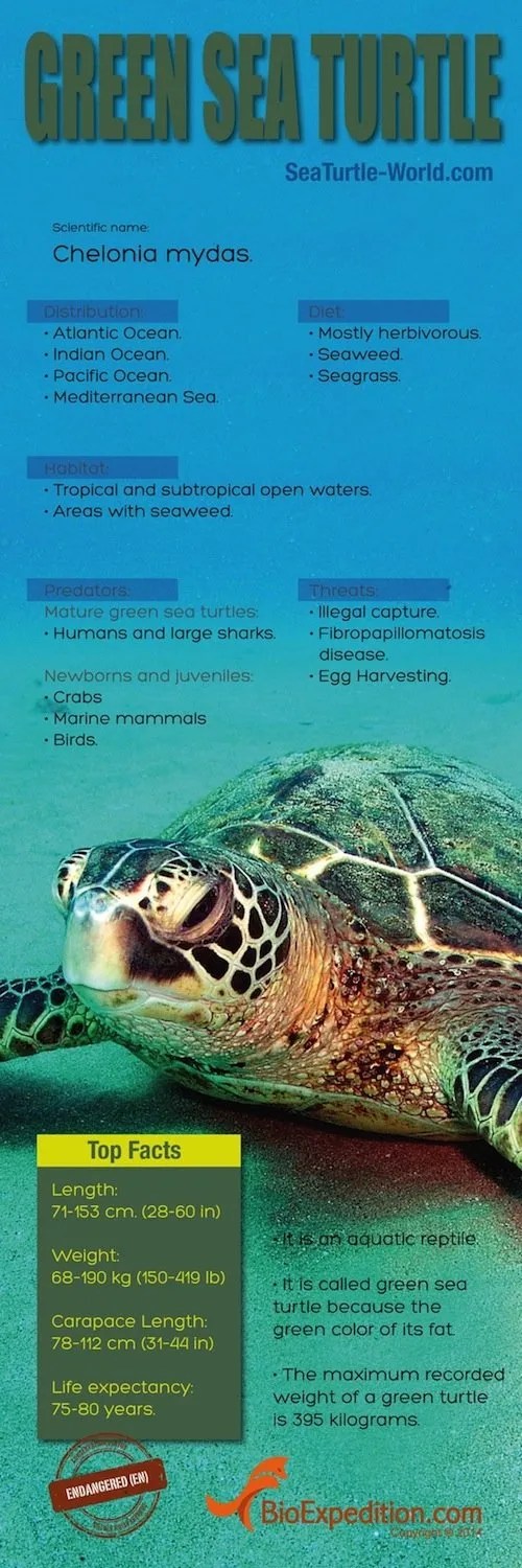 Green Sea Turtle Infographic Animal Facts and Information