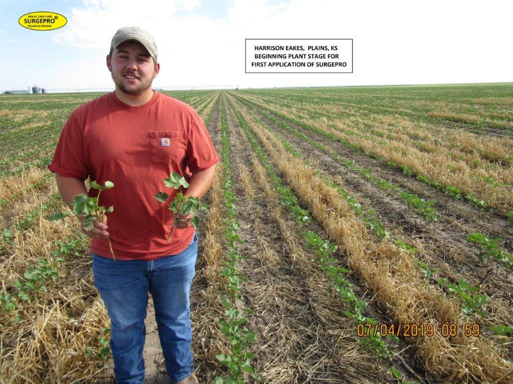 Kansas cotton yield enhancement with surgepro Biofac Crop Care