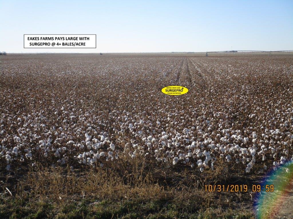 Kansas cotton yield enhancement with surgepro Biofac Crop Care