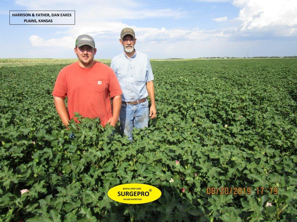 Kansas cotton yield enhancement with surgepro Biofac Crop Care