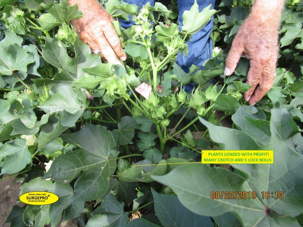 Kansas cotton yield enhancement with surgepro Biofac Crop Care