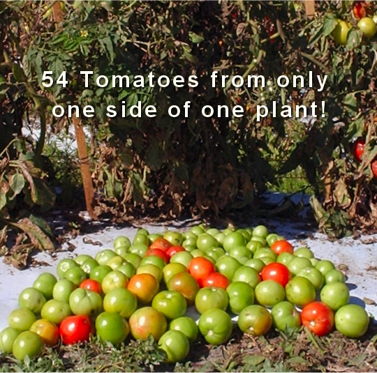 row crops with surgepro Biofac Crop Care