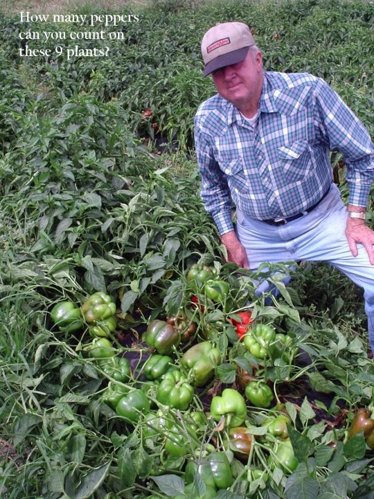 BioFac Crop Care, SurgePro Crop Yield Enhancement Biofac Crop Care