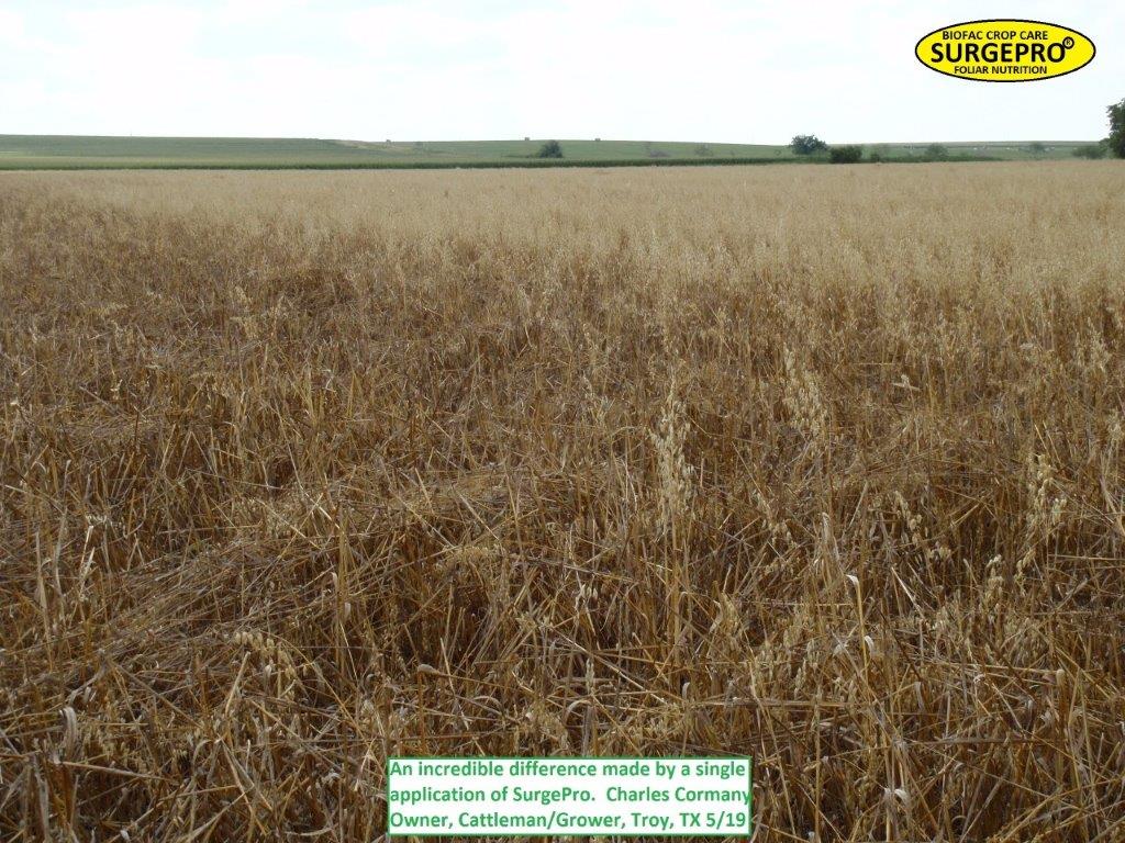 oat yield enhancement with surgepro Biofac Crop Care