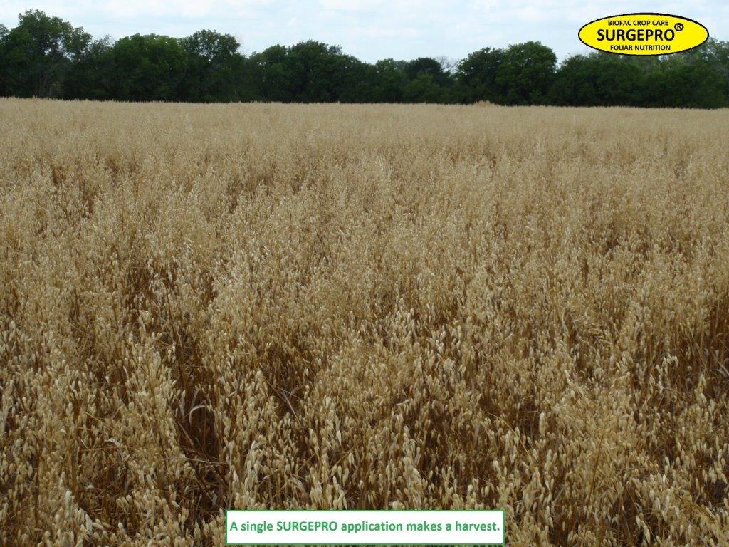 oat yield enhancement with surgepro Biofac Crop Care