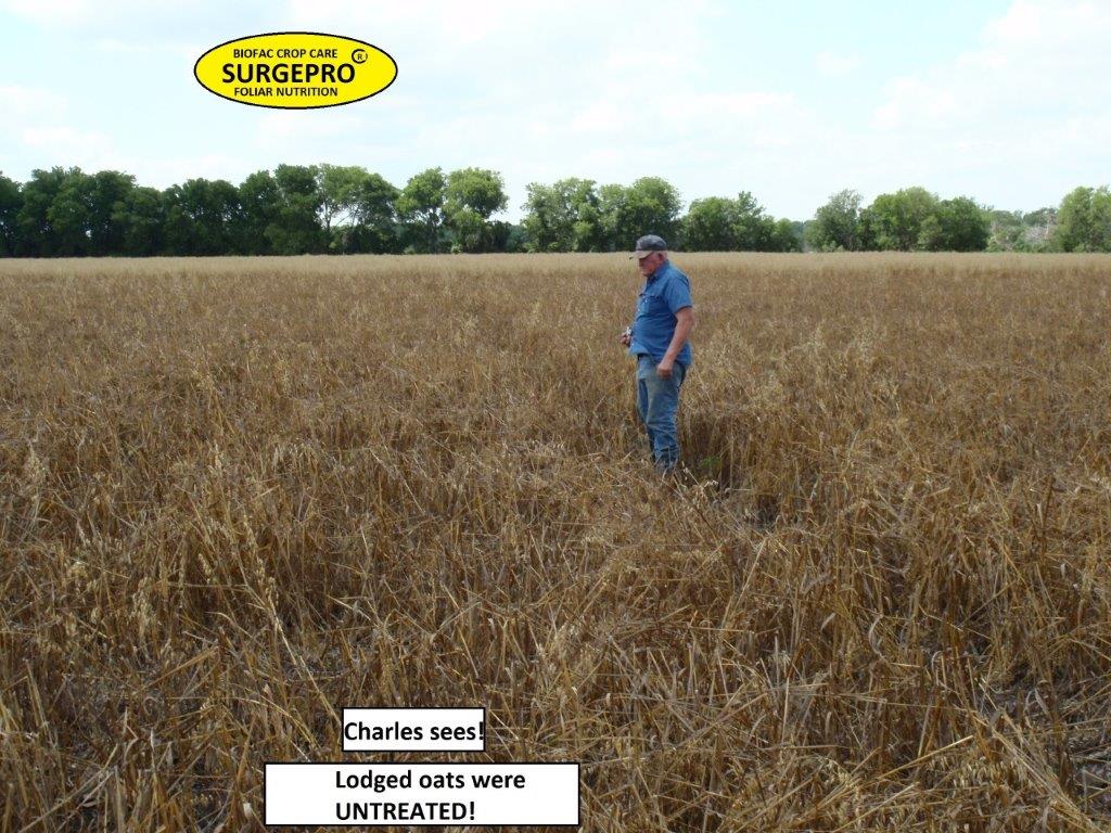 oat yield enhancement with surgepro Biofac Crop Care