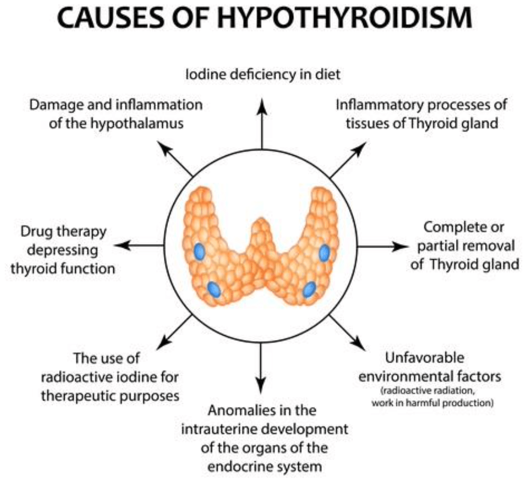 Thyroid USP (GMP) BIOFAC A/S