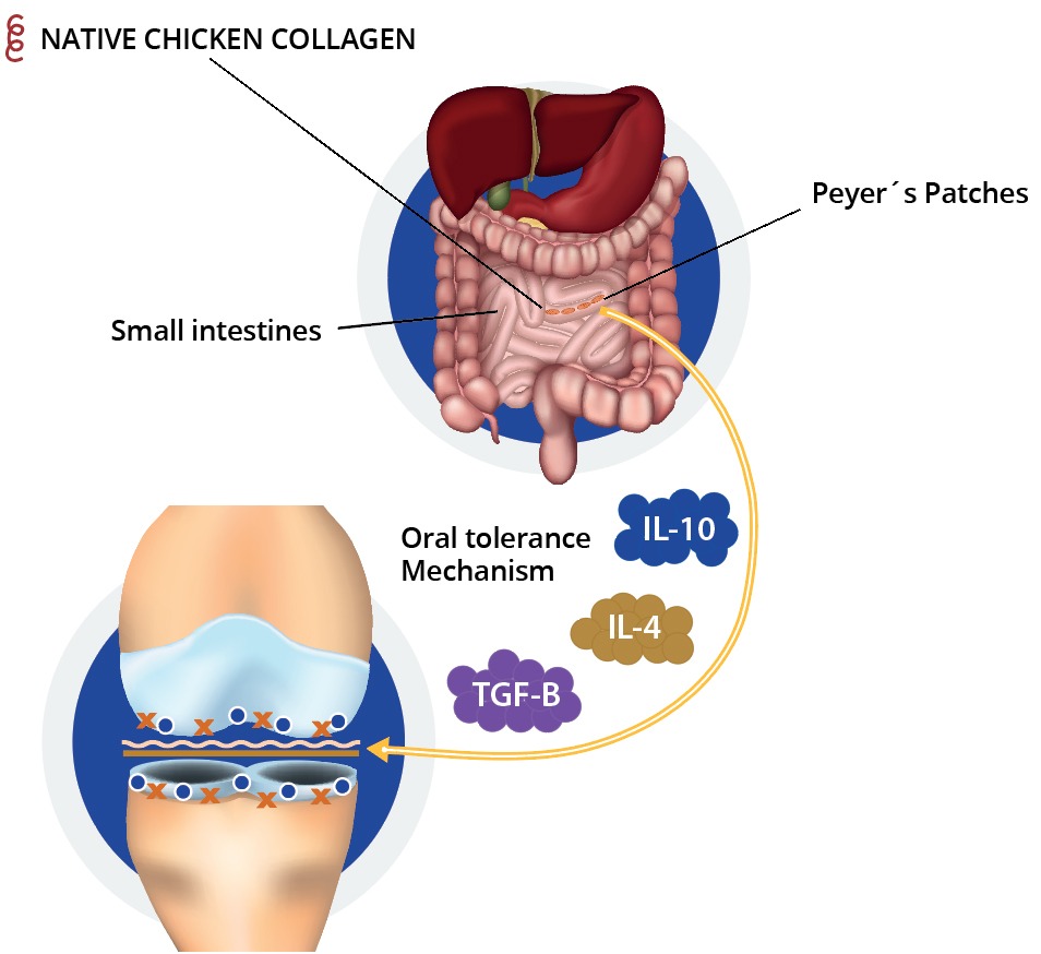 Native Chicken Collagen Type II BIOFAC A/S