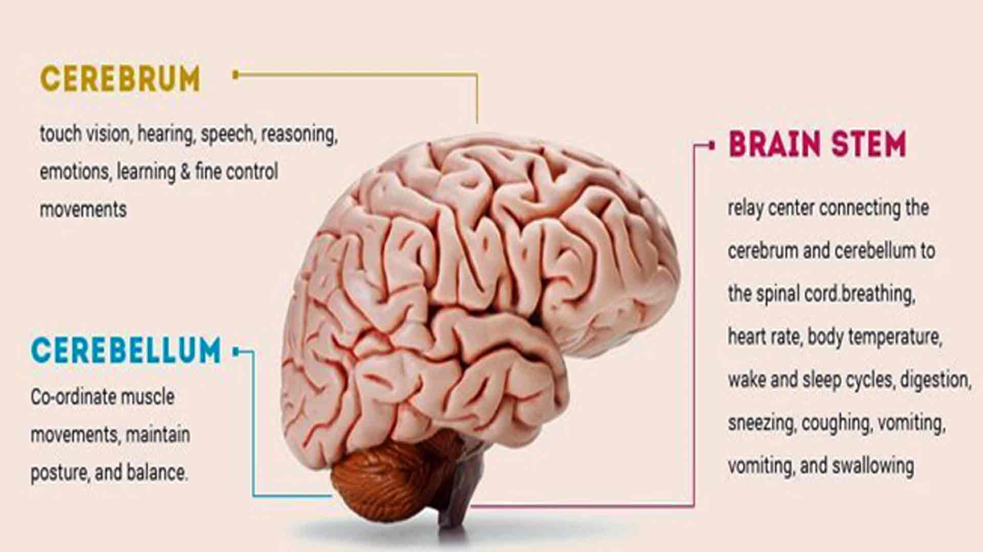 Brain region function changes in pathological states