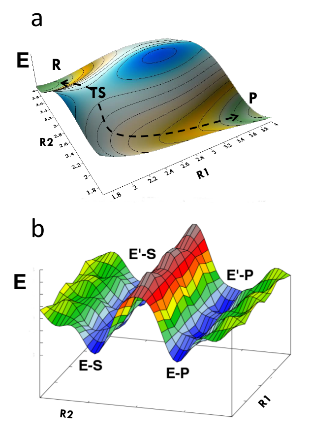 Simulating Enzyme Catalysis Biofísica