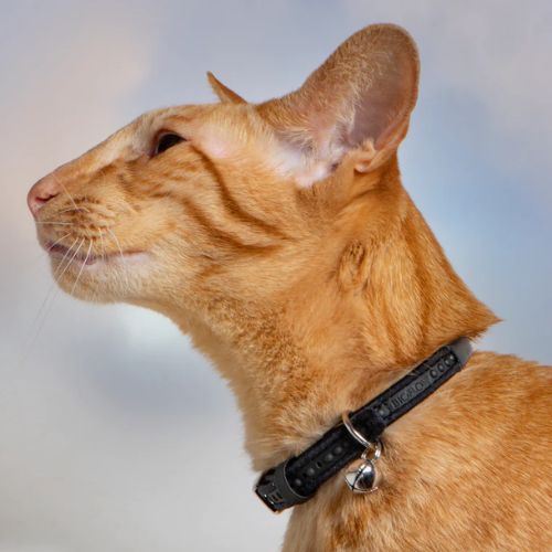 Cat Collar Bioflow