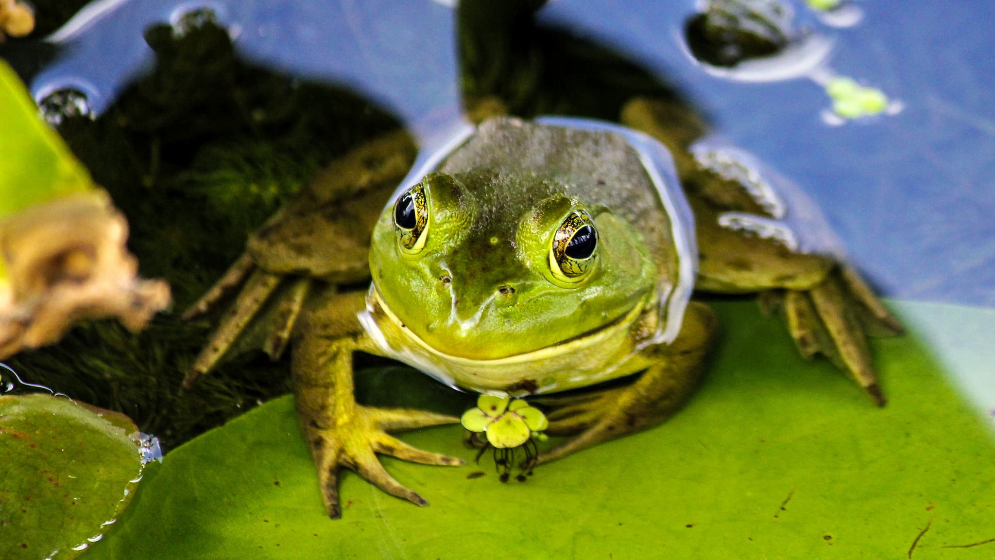 Happy Frog