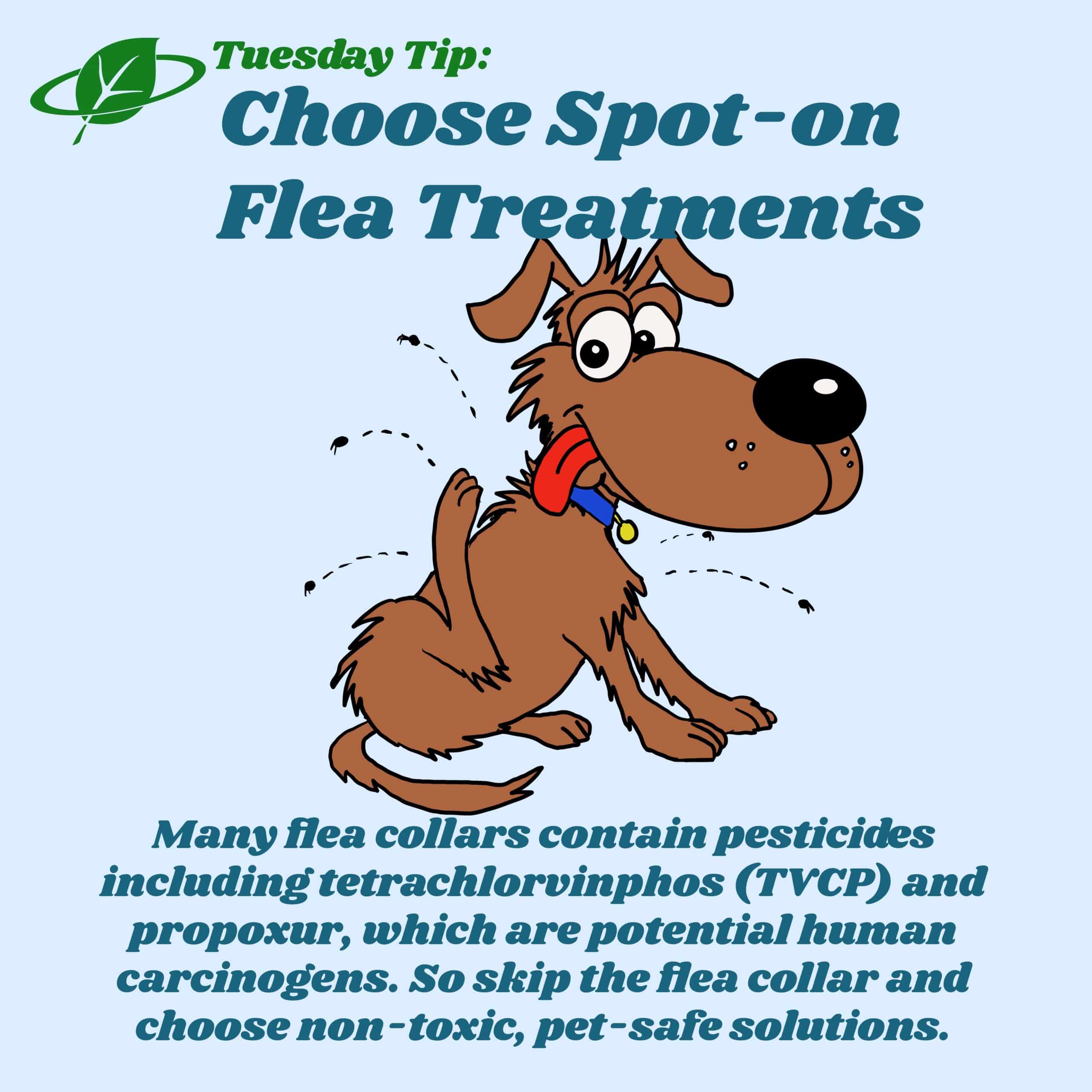 Choose Spoton Flea Treatments Tuesday Tip