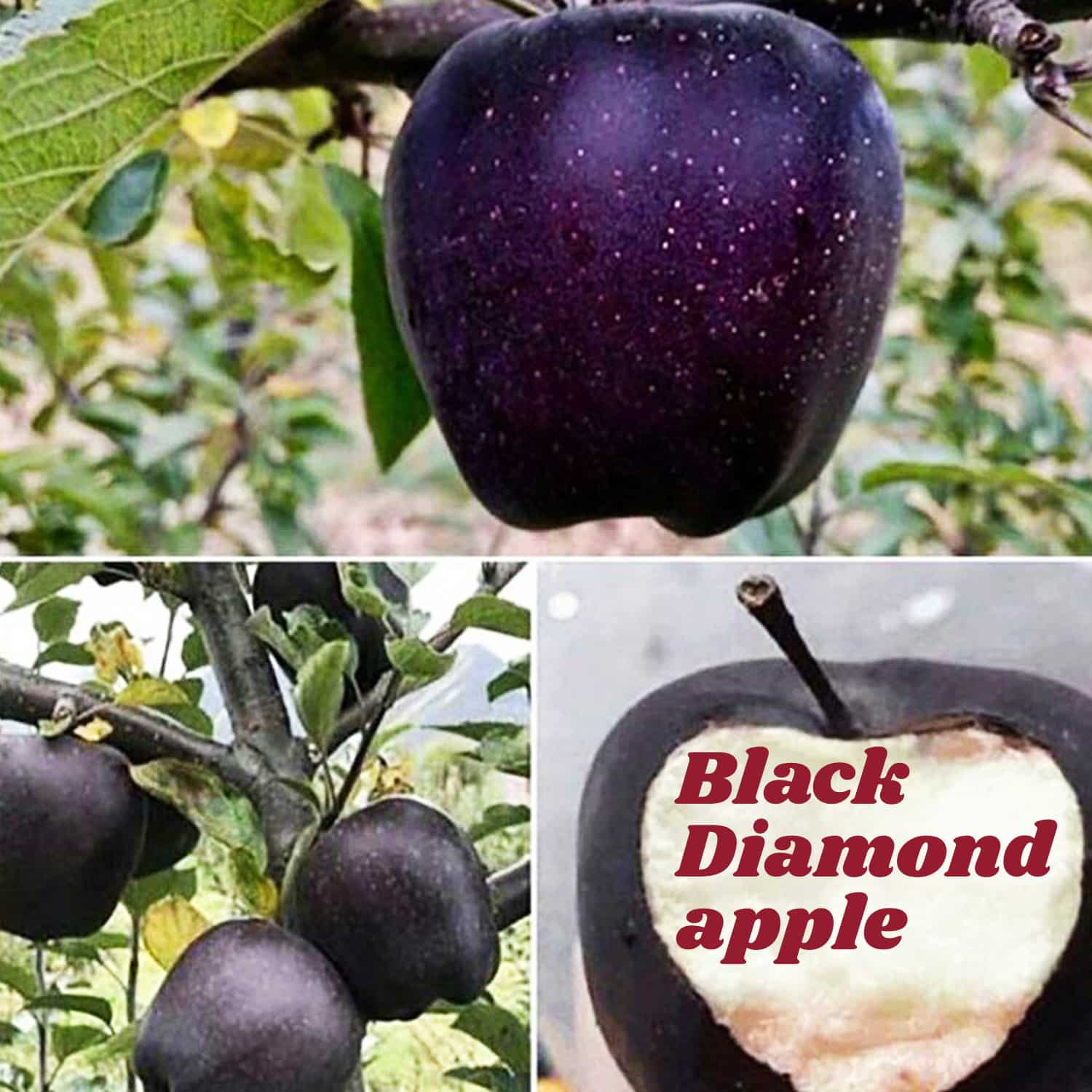 Black Diamond apple