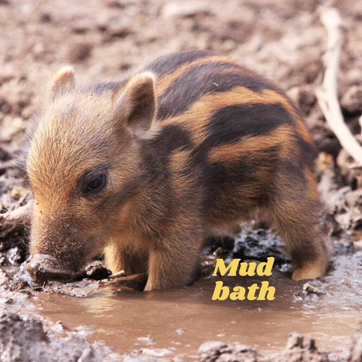 Mud bath