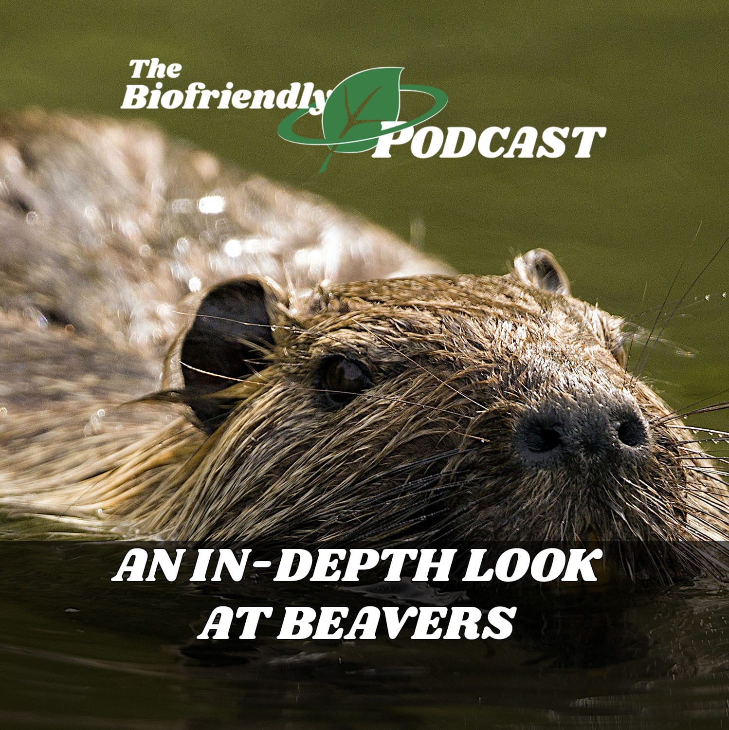 An InDepth Look at Beavers The Biofriendly Podcast