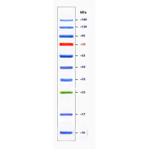 Prestained Protein Ladder (10180kDa) Biogate