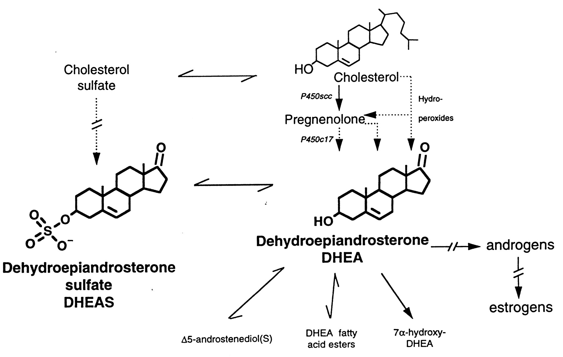 Una disamina scientifica del Dehydroepiandrosterone [DHEA] BioGenTech
