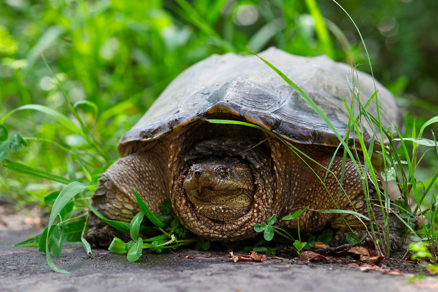 Biogenus Animaux vertébrés Fiche de la tortue serpentine