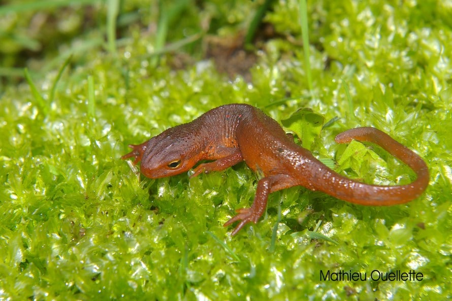 Biogenus Animaux vertébrés Fiche du triton vert