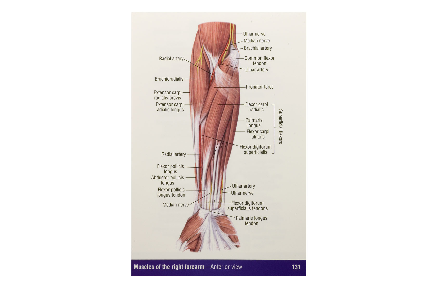 Download The Concise Handbook Of Human Anatomy Pdf Free General