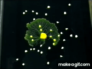 Biohaviour | Slime Mold