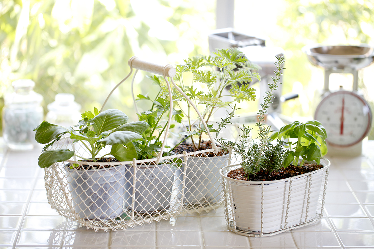 Smart gardening growing plants at home with minimal