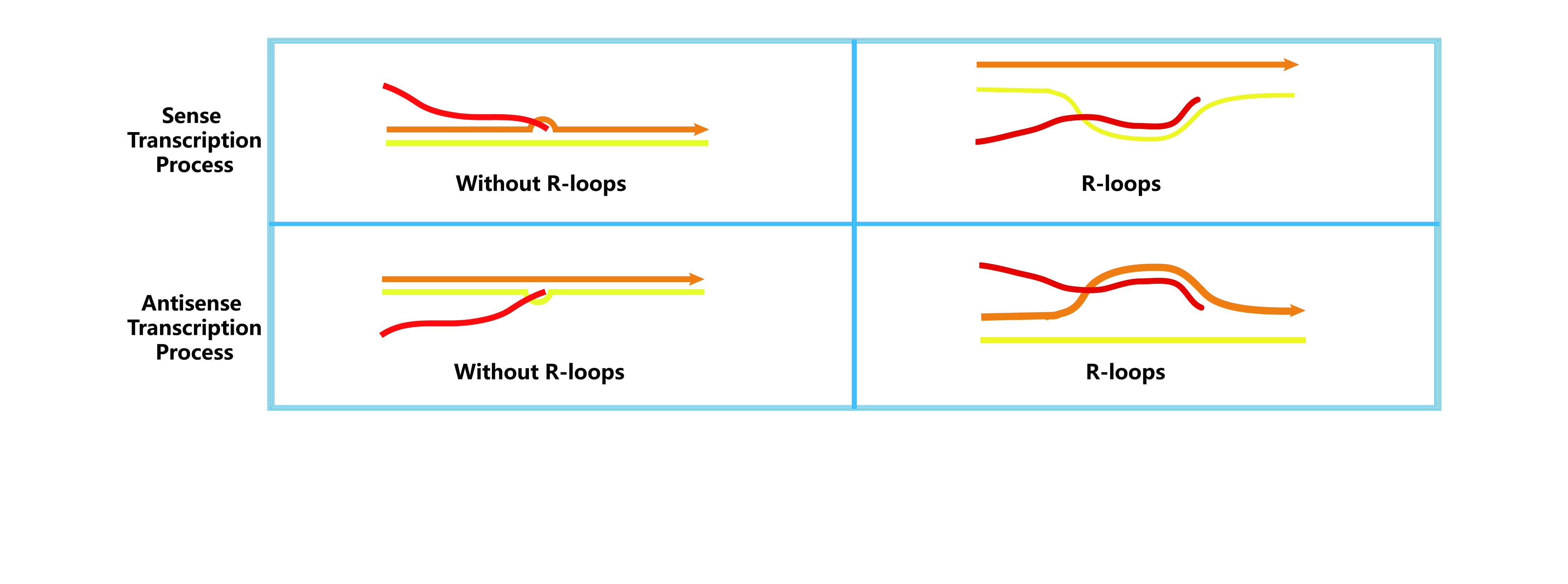 RloopAtlas