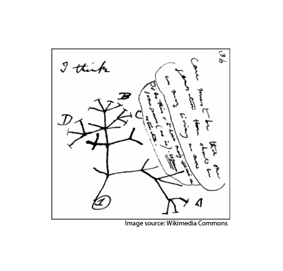How to calculate dN, dS, and dN/dS ratio on a set of genes using MEGA