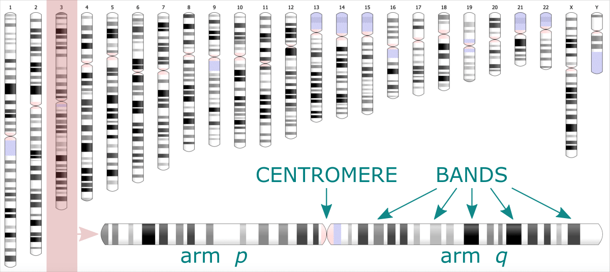 Ideogram display chromosome bands Bioinformatics Workbook