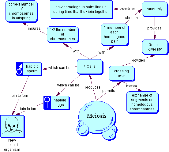Meiosis Terminology Concept Map Meiosis Overview Map 1 - Biol 1114 - Oklahoma State University