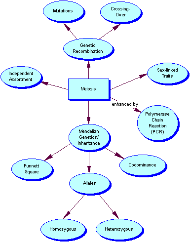 Meiosis Terminology Concept Map